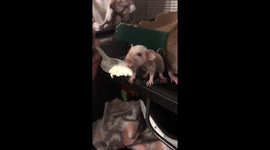 Ice cream time with Cocoa Bean the dwarf rat!