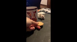 If you give a mouse a cookie, she will give you love.