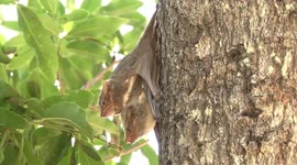 Mauritian Tomb Bats mating and squeaking on a tree trunk in daylight