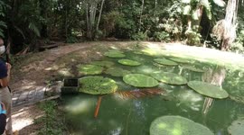 Victoria amazonica in botanical garden in Manaus - Brazil