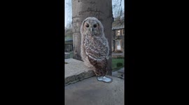 UK man has amazingly close encounter with wild owl