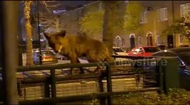 Fox Vixen has a Scratch on the wall as her cubs play on the road