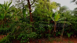 Coffee farming in Kayunga, Uganda