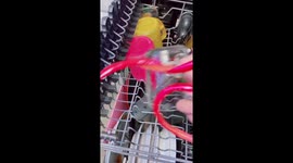 I am putting dishes and other kitchen tools into a dishwashing machine. I do it with my long natural nails.