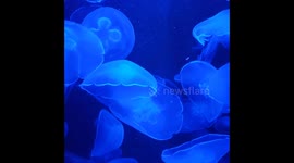 Cool Jellyfish Swimming is Simply Satisfying