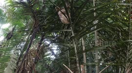 Sloth changing trees in botanical garden in Manaus - Brazil