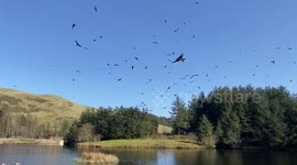 Glorious sight: hundreds of red kites swoop over lake in Wales