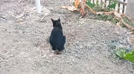 The Cute Cat Pooping, Smell and burying It