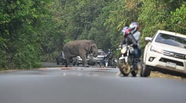 Large wild elephant runs towards motorcycle rider on road
