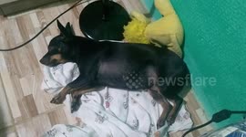 puppy sleeping peacefully