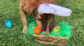 US: Adorable Dog With Bunny Ears On An Easter Egg Hunt
