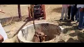Indian villagers and police use crane to rescue bull trapped down well