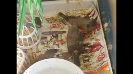 mother Zebra finch feeding chicks in cage, pet