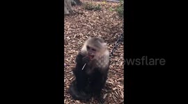 Adorable monkey treated to lollipop Florida park