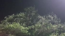 Watch hundreds of parrots flock together and chirp on a single tree at night in central India