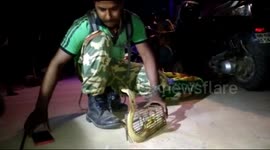 Indian shopkeeper shocked to find deadly cobra stuck inside mousetrap
