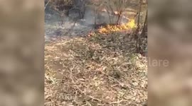 Several plants get destroyed as major fire breaks out in nursery in central India
