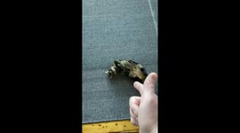 Cat rolls over and plays dead every time his owner shoots