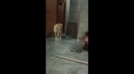 Dog and cat friendship. cat slapping the dog. They are friends like Tom and Jerry
