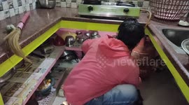 Kitchen nightmare: family shocked to find 4-foot cobra hiding under cooker
