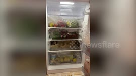 Hot puppy climbs into fridge to cool down as temperatures soar in Thailand