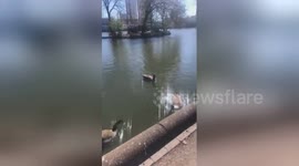 Goose says “f*ing hell” as bread lands on his back