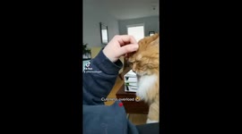 Orange tabby paws at pet sitter when she's not done with getting petted