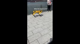 'Adorable Pup is Not a Big Fan of the Robot Dog'