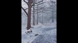 April showers , not what I expected to see in April.. I was out with my dogs in the local woods when it started to snow ..Only a few days ago I was sunbathing in my front garden..I was in Judy Woods Wyke on a very cold morning. .