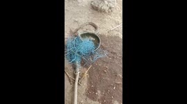 Snake caught while came for drinking water. Which was caught.