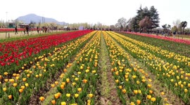 Tulip mania: hundreds gather in northern India to visit spectacular flower garden