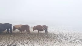 Watch as Shetland ponies brace against the sudden return of winter as gale force winds and sub-zero temperatures blast across Scotland