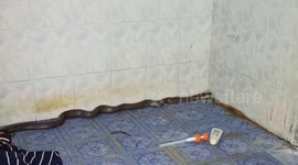 Shocked Thai woman finds cobra rearing up at her in the bathroom