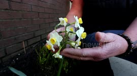 A daffodil bloomed to look like a bouquet of flowers - after it grew 13 heads from a single bulb