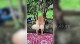 Chubby golden retriever gets stuck between trees