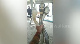 Death wish? Snake catcher grips 3 deadly cobras at once