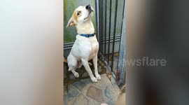 Hilarious clip shows guilty dog refusing to look at owner after chewing slippers