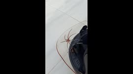 A spider freaked me out after it snuck into my bike helmet after I left it out overnight