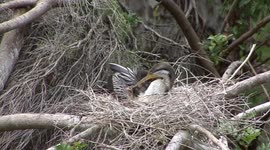Australasian Darters at their nest with their Pterodactyl-like chicks