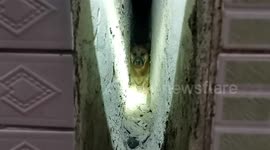 Chinese firefighters rescue dog trapped in narrow gap in between walls