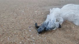 Rescuer frees adorable turtle hatchling tangled in plastic on Indian beach
