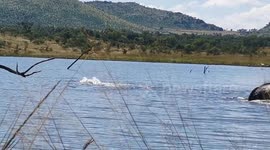 Elephants playing and cooling down in a dam!