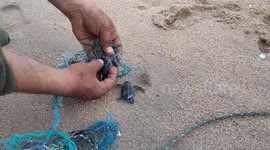 Turtles trapped in fish nets .Recovered by us and released into the sea