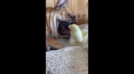 Relaxed dog loves receiving massages from duckling best friend