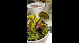 'Massive Bug Succumbs to Hungry Venus Flytrap's Trap'