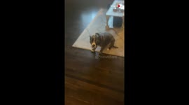 'Woman Gives Pitbull an Arousing Pep Talk Before Leaving the House'