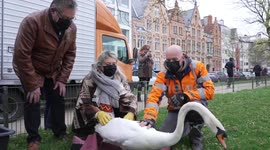 Belgian swans released after months of their own virus lockdown