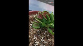 'Hungry Venus Flytrap Catches a Fly | Wonders of Nature'