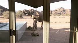 Elephant breaks into tourist lodge and drinks from swimming pool