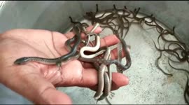 Indian conservationist breaks record by successfully incubating 64 water snakes